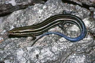 Southeastern Five-Lined Skink Facts, Habitat, Diet, Life Cycle, Baby ...