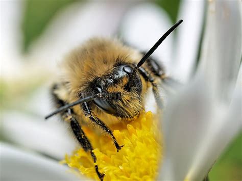 Pollen Laden Honeybee Closeup Stock Image - Image of petals, insect ...