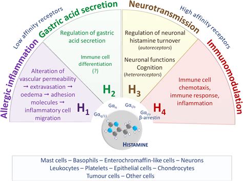 Histamine pharmacology: from Sir Henry Dale to the 21st century ...