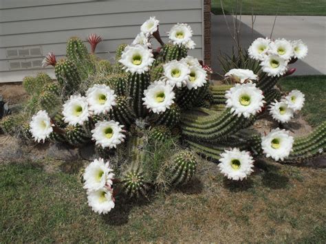 Cactus and Cactus Flowers: Photos From Phoenix, Arizona