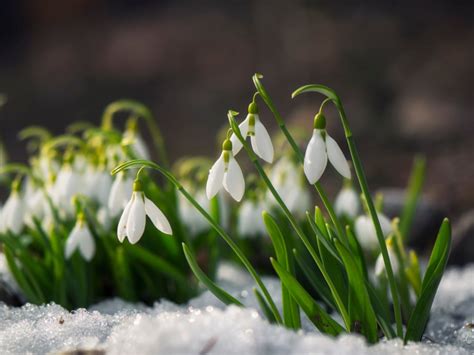 Why Did My Snowdrops Not Flower This Year - Snowdrop Kdrama