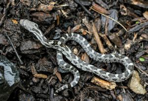 Native Animal Profile: Eastern Ratsnake (Pantherophis alleghaniensis)