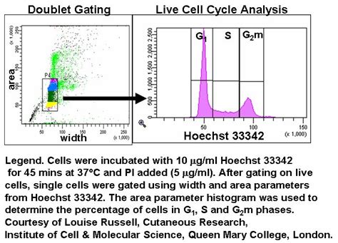 Live cell cycle analysis - Flow Cytometry Core Facility