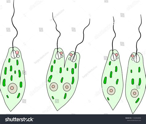 Asexual Reproduction Euglena Stock Vector (Royalty Free) 1165004098 ...