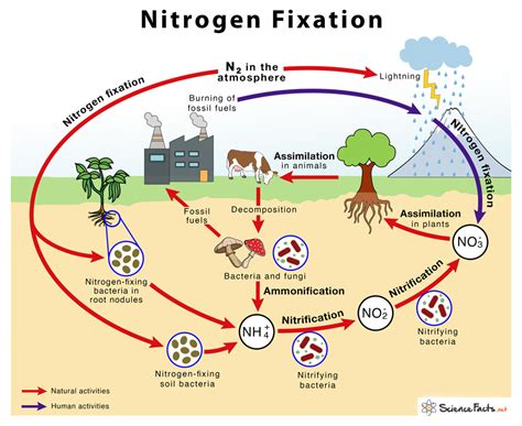 Nitrogen Fixation: Definition, Process, Example & Equation