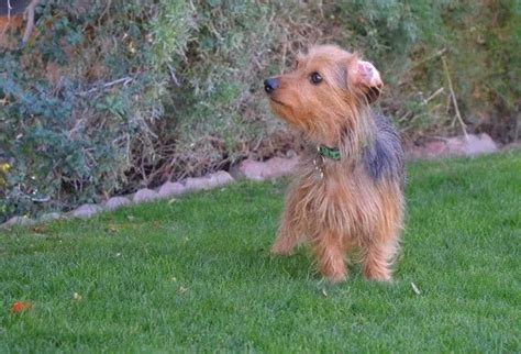 Dachshund Terrier Mix: Personality, Health Issues, Shedding