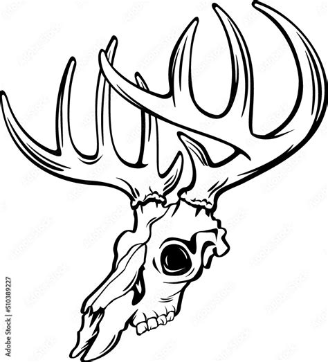 whitetail deer buck skull vector Stock Vector | Adobe Stock