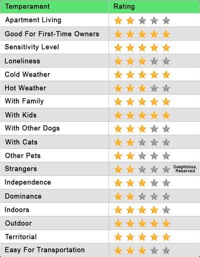 Pitbull Lab Mix - Complete Guide For A Bullador Owner - Petmoo