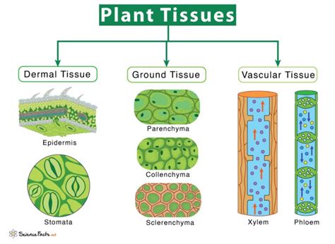 Four Different Types Of Plant Tissues Diagram - Printable Templates Protal