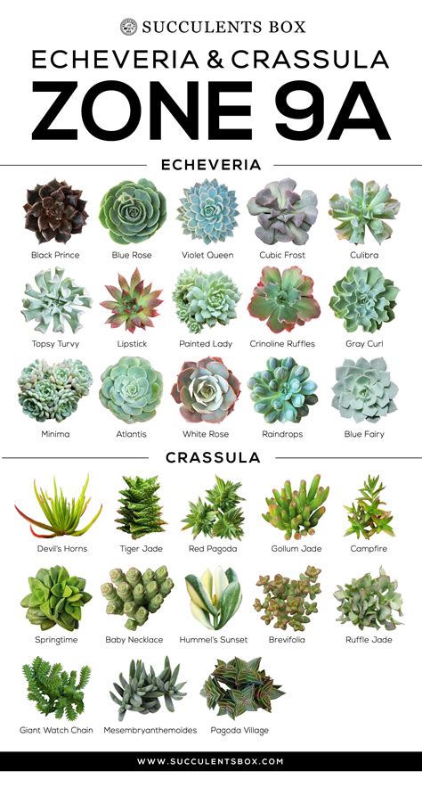 Different Types Of Succulents