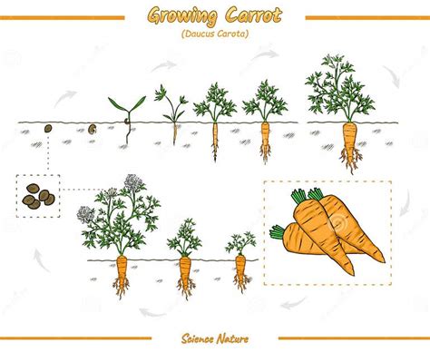 Growth stages of carrots stock vector. Illustration of diagram - 269286173