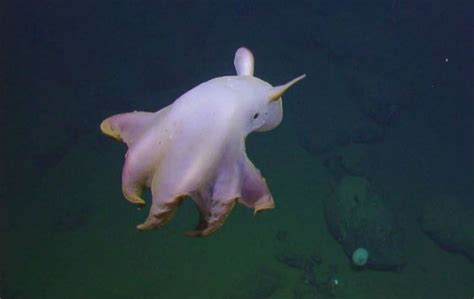 Adorable And Rare "Dumbo" Octopus Shows Off For The Camera