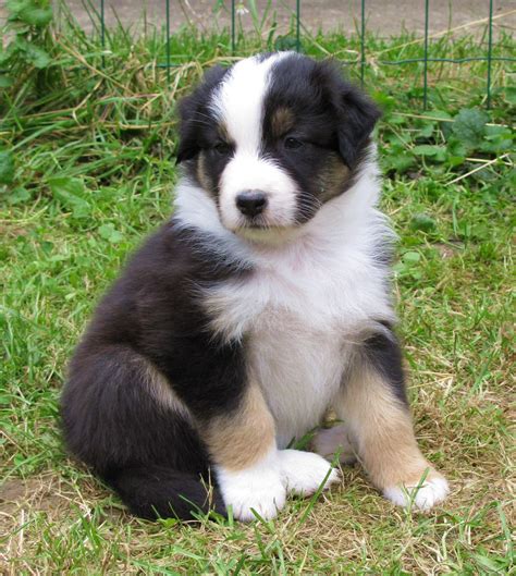 Australian Shepherd - Puppies, Pictures, Miniature, Diet, Breeding ...