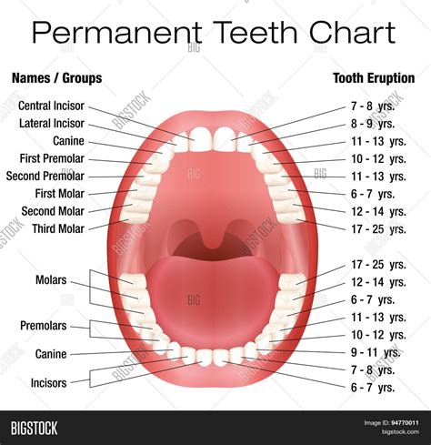 Dental Diagram With Tooth Numbers