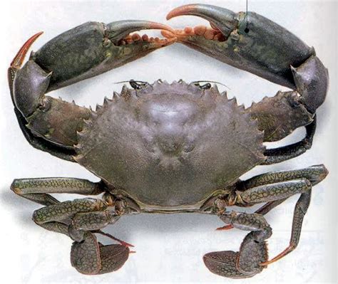 Mangrove Crabs: Types, main characteristics and importance