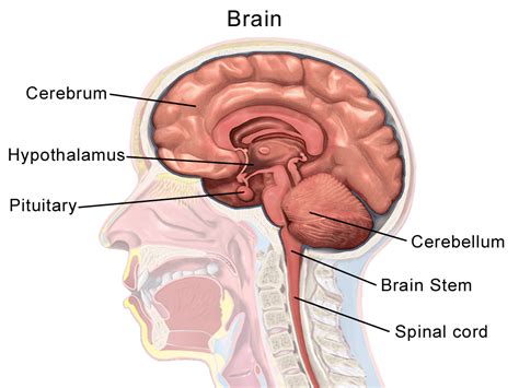 Hypothalamus | Anatomy, Functions, Problems, Summary & Facts