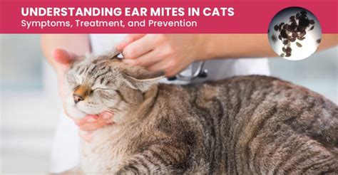 How To Treat Ear Mites In Cats