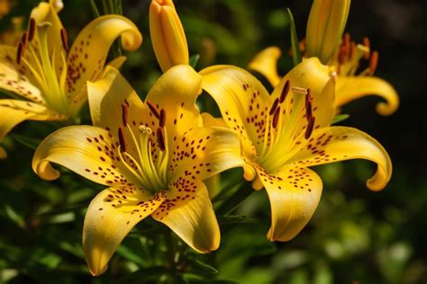 Alcatraz Flower Meaning, Symbolism & Spiritual Significance - Foliage ...