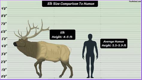 Elk Size: How Big Are They Compared To Others?