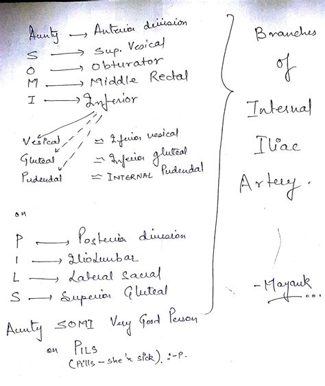 Internal Iliac Artery Mnemonic Internal Iliac Artery Mnemonic | Images ...