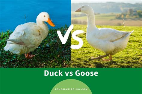 Ducks Vs. Geese: What’s The Difference? - Sonoma Birding