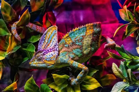 17 Best Pet Chameleons: Types of Chameleon Species - Everything Reptiles