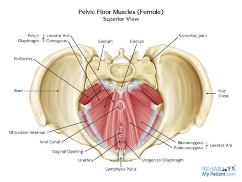 Pelvic Muscles Anatomy