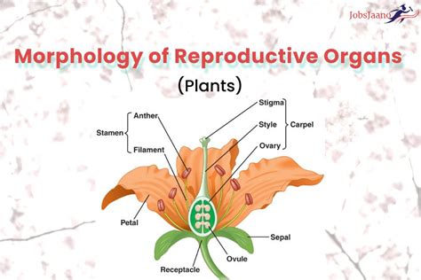 Morphology of Flowering Plants questions and answers pdf - JobsJaano