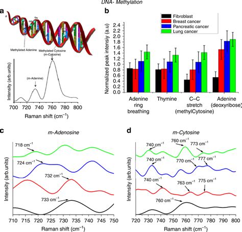 Methylation analyses of genomic DNA a Schematic representation of DNA ...