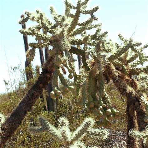 Desert Plants: Names and Adaptations (with Pictures)