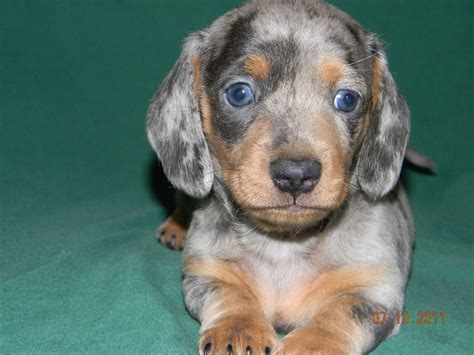 Micro Mini Dachshunds Puppies For Sale - PetsWall | Dachshund puppies ...