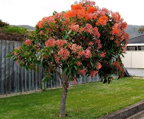 Fast Growing Shade Trees: 5 Varieties To Grow In Australia | Homes To ...