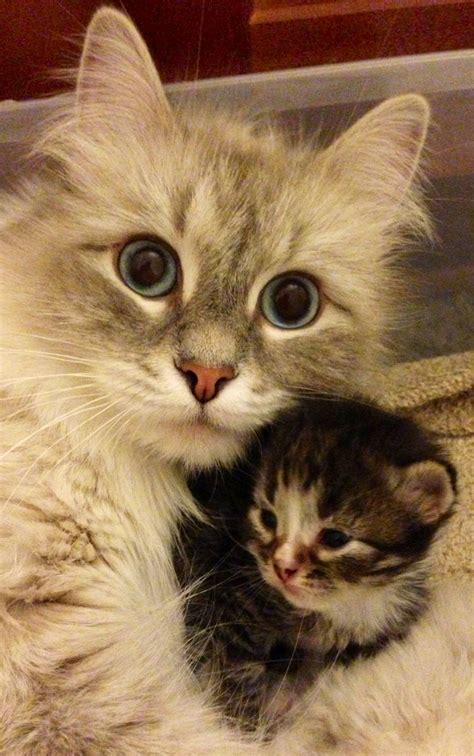 Hypoallergenic Siberian Cat with Kitten - Croshka Siberians