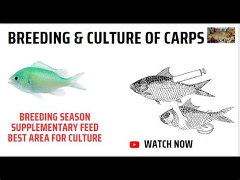 Breeding and culture of Cyprinids/ Fisheries and Aquaculture - YouTube