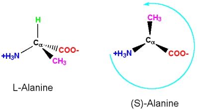 Stereochemistry of Amino Acids - Chemistry LibreTexts