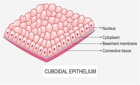 Cuboidal Epithelial Tissue