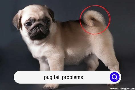 When Does A Pug Puppies Tail Curl