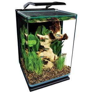 Guppy Fish Care - Tank Size, Food, Breeding And Water Parameters