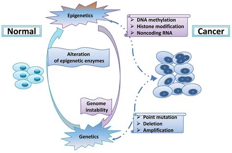 Cancer and DNA Methylation. 2019 John A. Catanzaro | by John Catanzaro ...