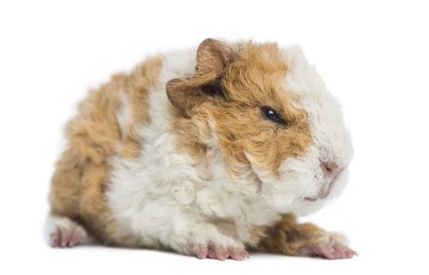 Can Guinea Pigs Bite and Can You Prevent It? » Petsoid