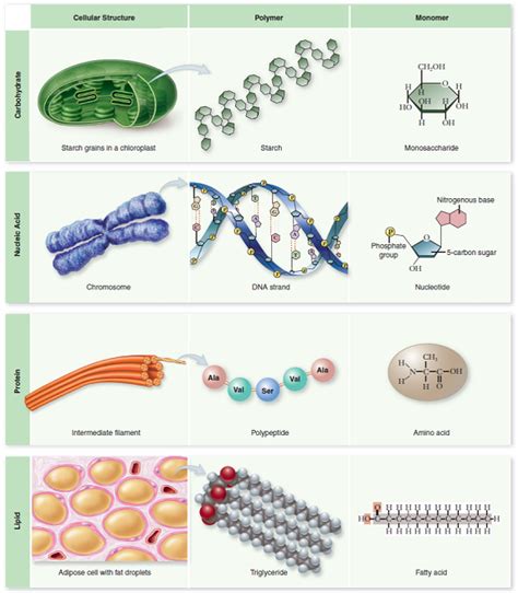 Organelles | Macromolecules, Macromolecules biology, Biology classroom