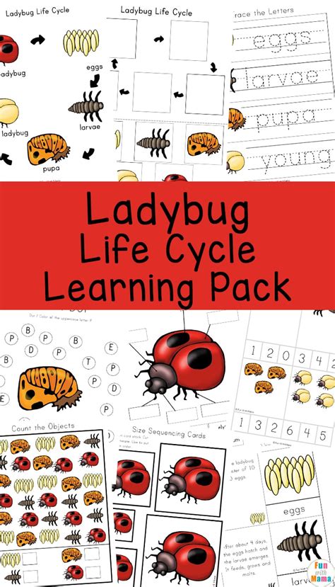 Ladybug Life Cycle - Fun with Mama