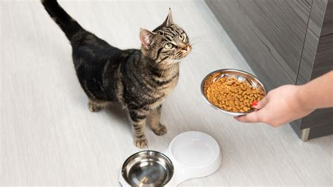 Cat Feeding Advice & Top Tips | Purina