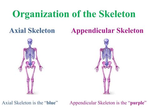 Axial skeleton parts 1 2 | PPT