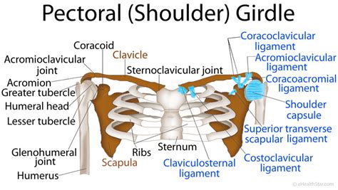 Pectoral Girdle Anatomy: Bones, Muscles, Function, Diagram - eHealthStar