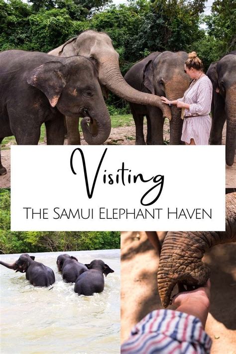 Samui Elephant Haven - Visiting a true elephant sanctuary in Koh Samui ...