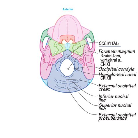 Gross Anatomy Glossary: Skull - Inferior View | Draw It to Know It