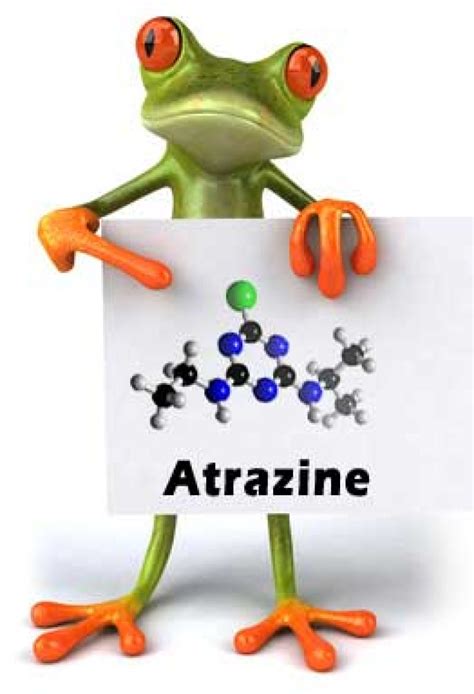 Atrazine critic-scientist Tyrone Hayes' own data shows frogs thriving ...