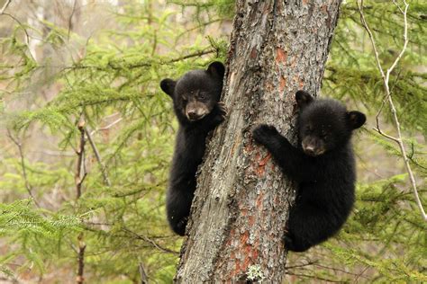 black bear cubs - Google Search | Black bear, Black bear cub, Bear cubs