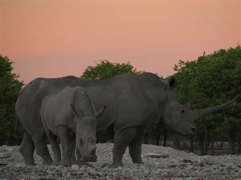 mom and baby rhino | Good Nature Travel Blog